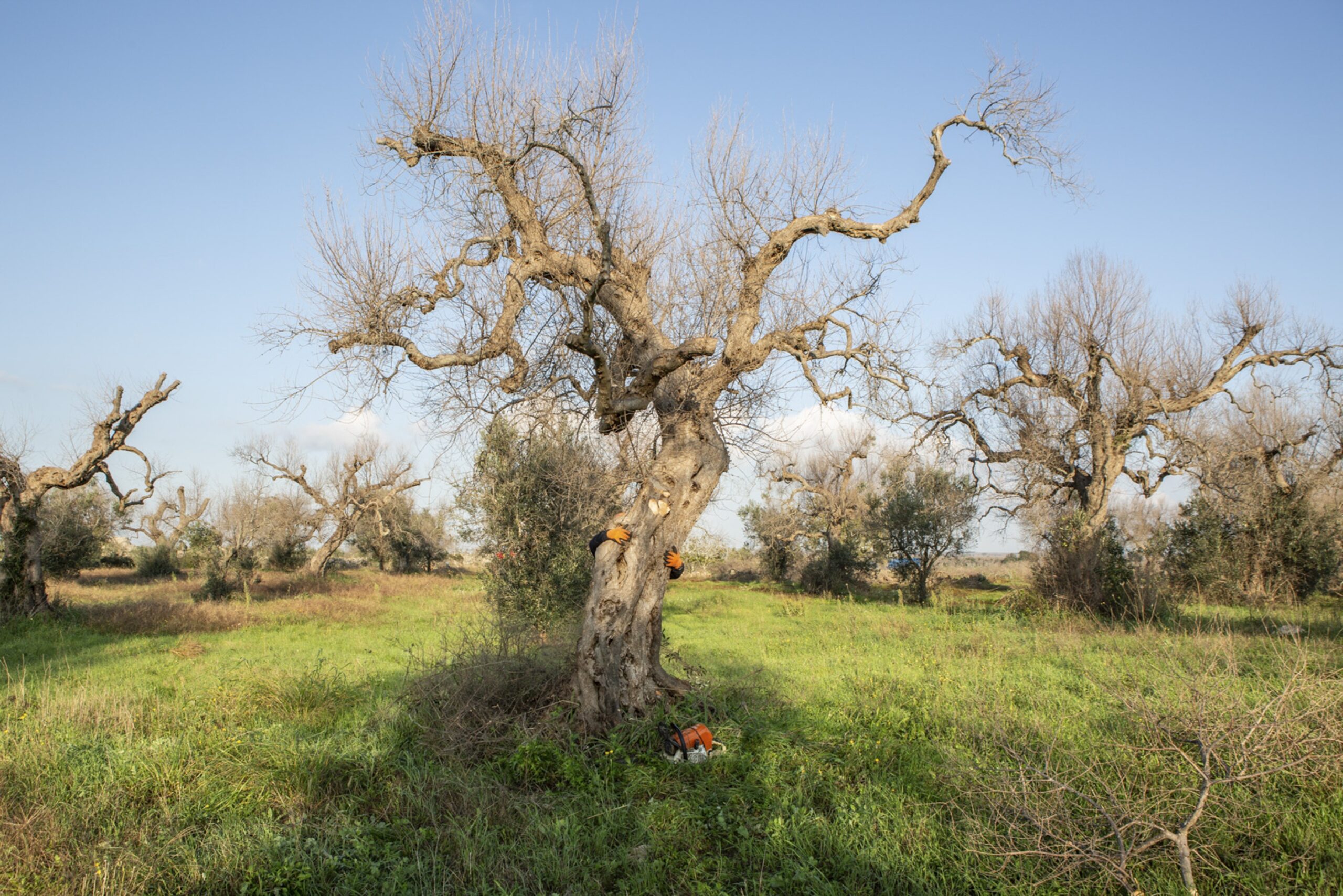 Death of the Patriarchs – Xylella Fastidiosa Pauca